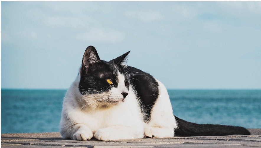 Screenshot_17-12-2025_0265-1