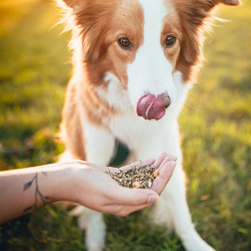 ecopets-parazitplusodcerveni-pro-psy4-1